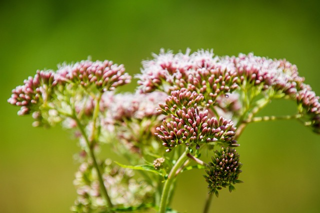 swamp milkweed