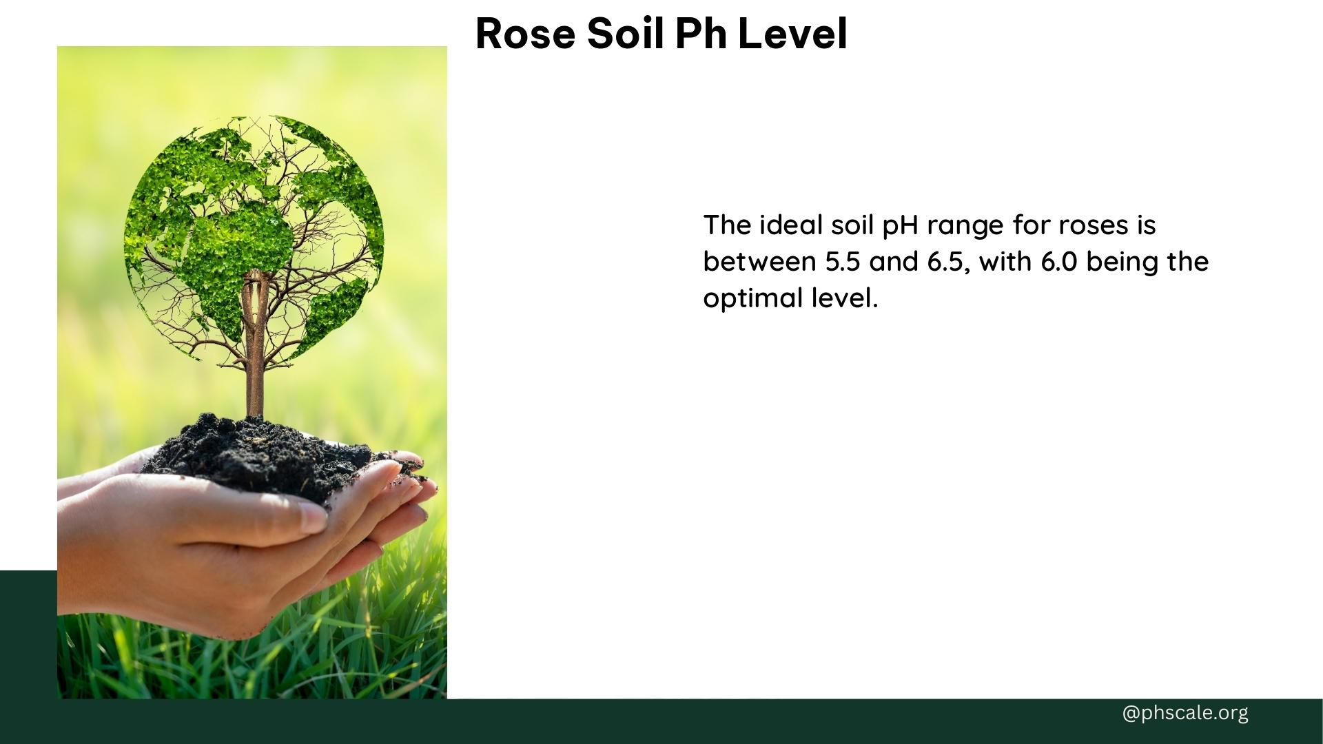 rose soil ph level