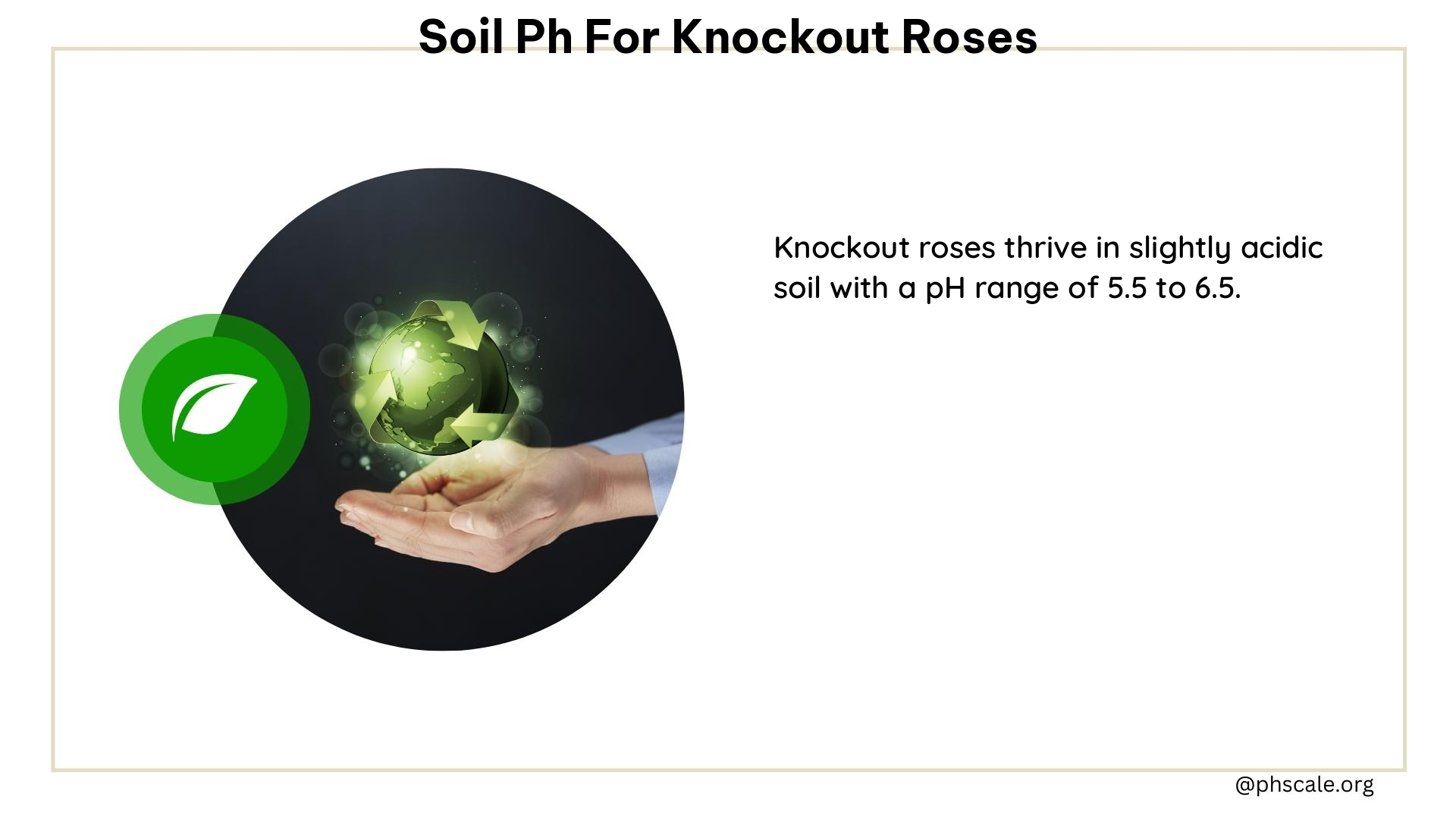 soil ph for knockout roses