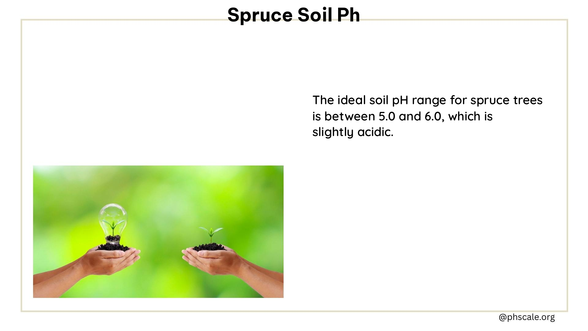 spruce soil ph